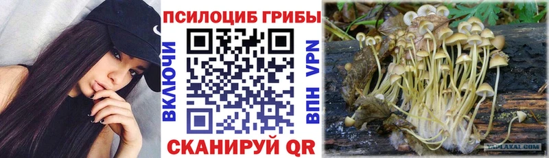Купить  Ермолино  Псилоцибиновые грибы мицелий 